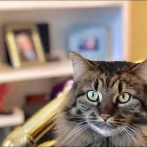 Meet your Posher, Samantha